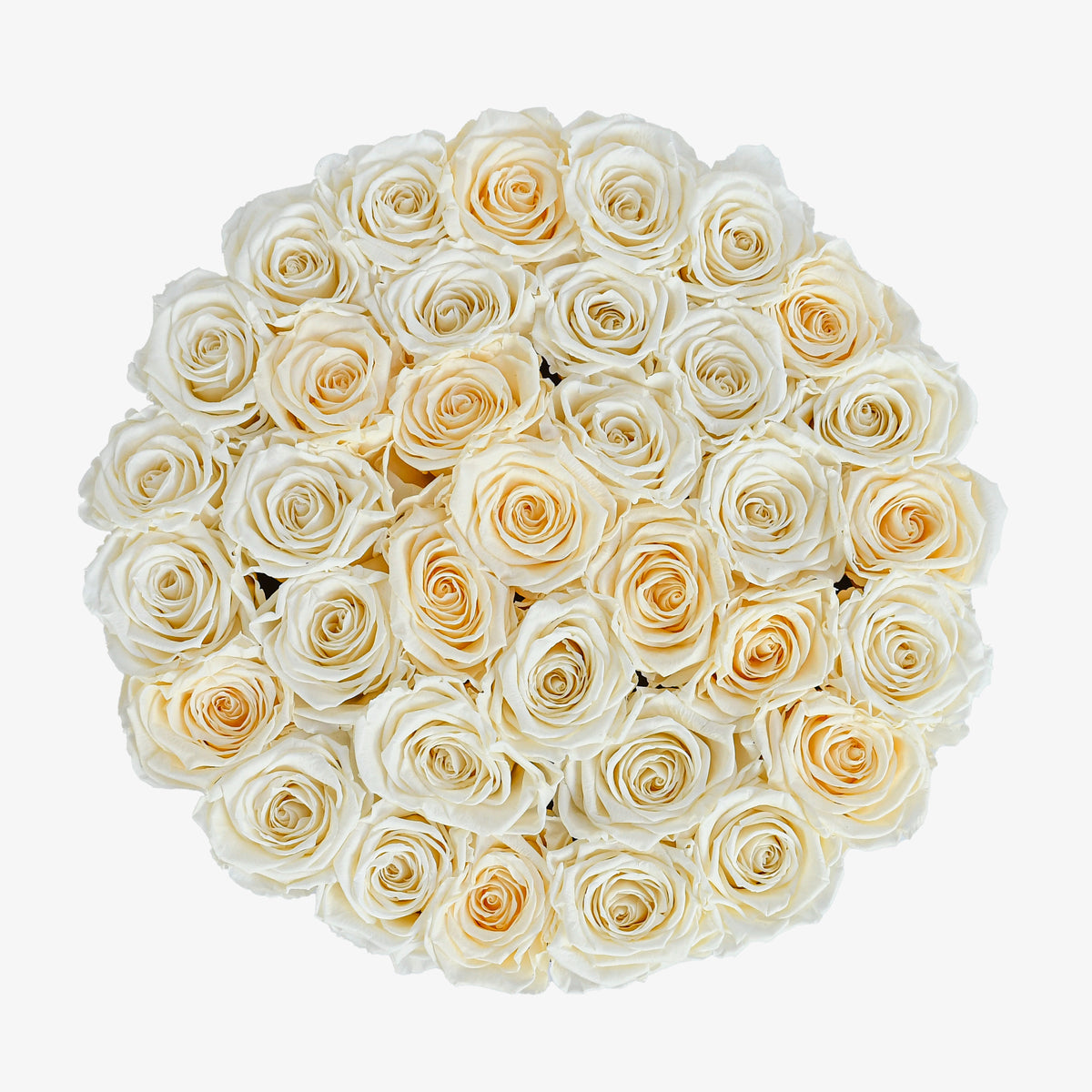 Preserved Cream Roses Hatbox
