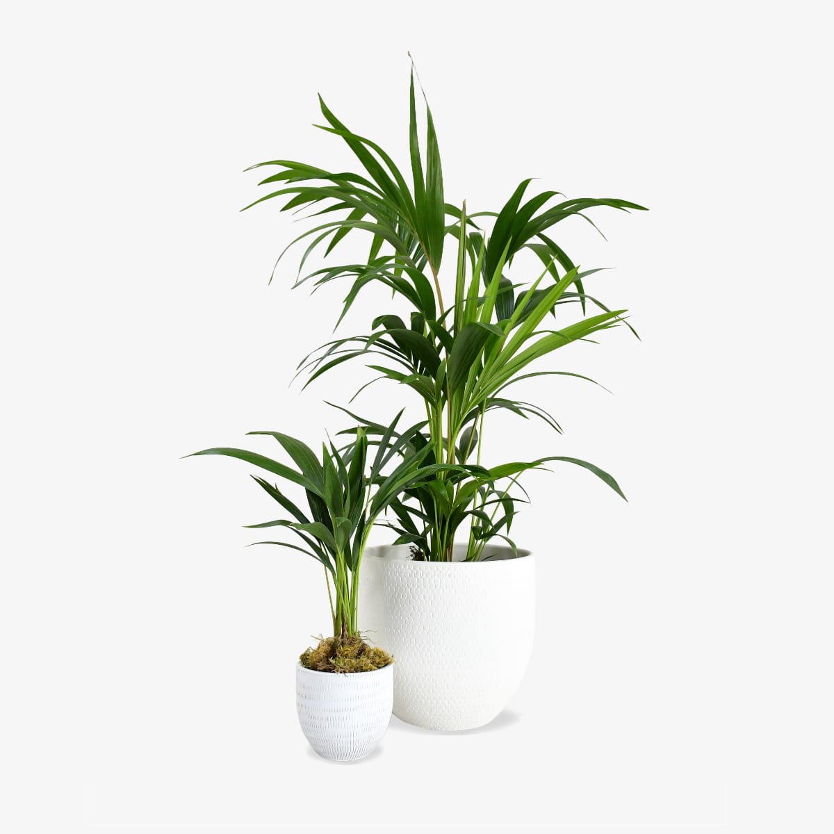 Kentia Palm (Set Of 2)