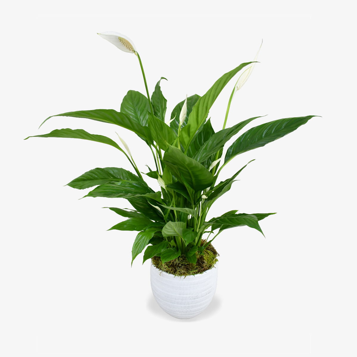 Peace Lily